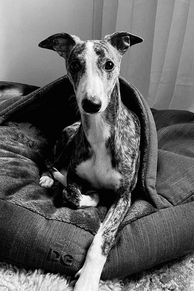 Dolly_layer1hemsida_1000px